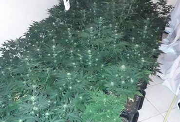 Nelle campagne di Selargius, una casa adibita a serra di marijuana.