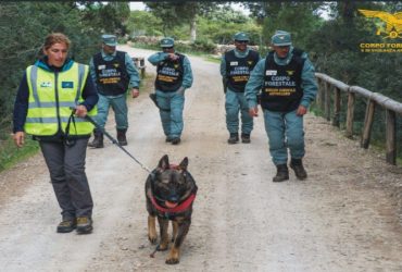 Laerru: un 60enne rinviato a giudizio per avvelenamento di animali altrui