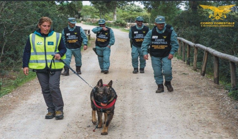 Laerru: un 60enne rinviato a giudizio per avvelenamento di animali altrui