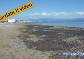 Cagliari,  Poetto: spiaggia invasa  da alghe – Video