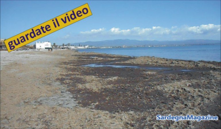 Cagliari,  Poetto: spiaggia invasa  da alghe – Video