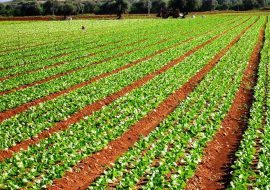 Cagliari: prospettive di  agricoltura e zootecnia nel convegno organizzato dalla Flai e Cgil