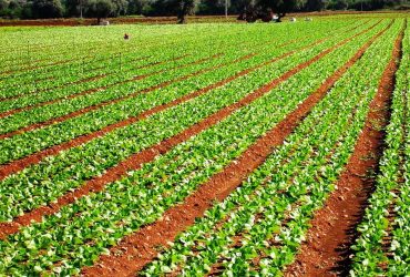 Cagliari: prospettive di  agricoltura e zootecnia nel convegno organizzato dalla Flai e Cgil