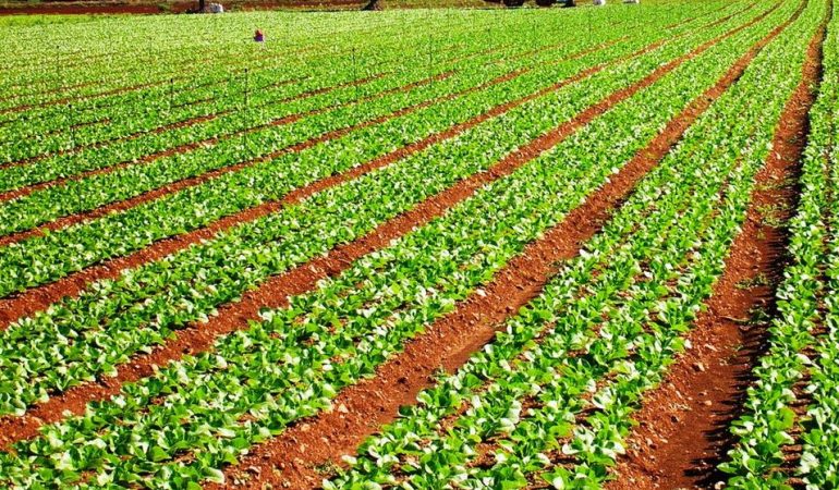 Cagliari: prospettive di  agricoltura e zootecnia nel convegno organizzato dalla Flai e Cgil