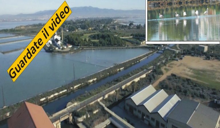 Cagliari, Parco di Molentargius-Saline: Il regno dei fenicotteri e di altri magnifici uccelli – Video