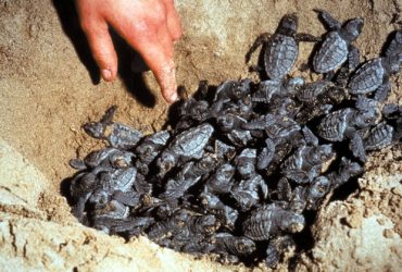 Poetto di Quartu: dalle uova della Caretta Caretta spuntano le tartarughine