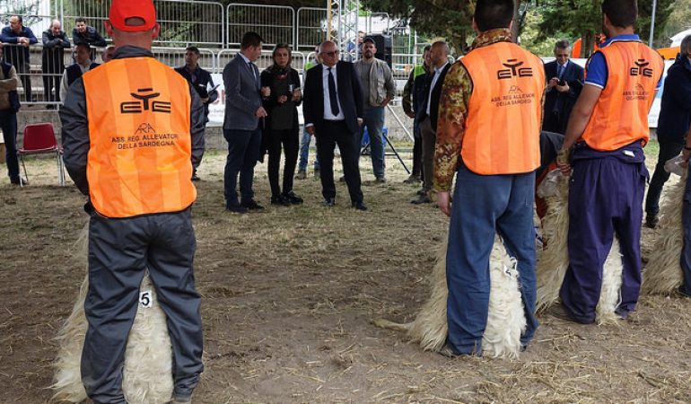 Macomer: mostra ovini punto fermo per migliaia di allevatori