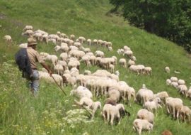 Settore ovicaprino: l’assessore Caria annuncia il finanziamento dei  45milioni per la siccità.