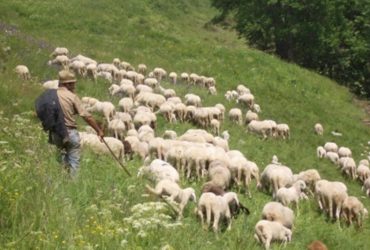 Settore ovicaprino: l’assessore Caria annuncia il finanziamento dei  45milioni per la siccità.