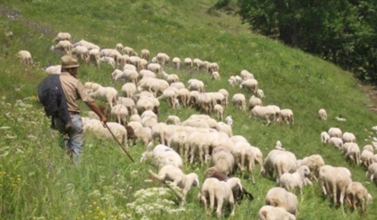 Blue Tongue: 600 mila euro per il piano vaccini obbligatori nell’isola