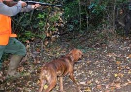 Domande riaperte in Sardegna  per la caccia al cinghiale