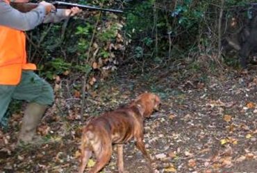 Domande riaperte in Sardegna  per la caccia al cinghiale