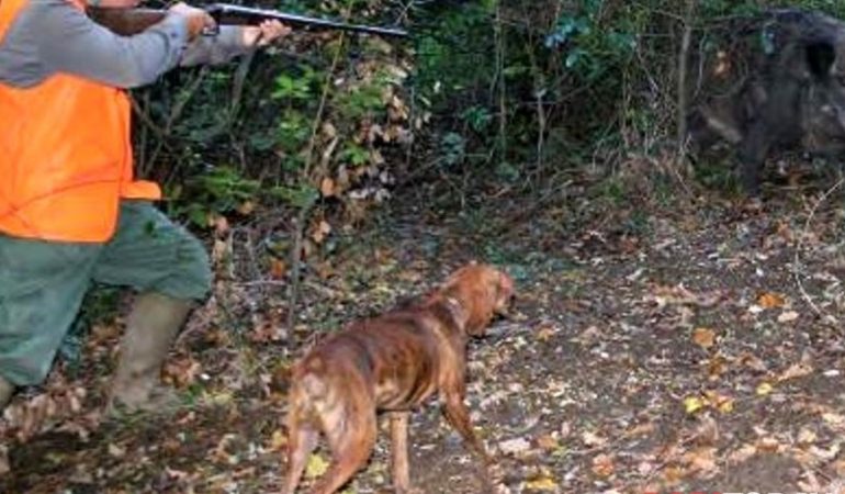 Domande riaperte in Sardegna  per la caccia al cinghiale