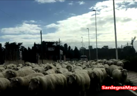 Un gregge a  Mulinu Becciu  invade la strada e blocca le auto in transito – VIDEO