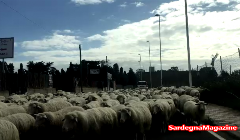 Un gregge a  Mulinu Becciu  invade la strada e blocca le auto in transito – VIDEO