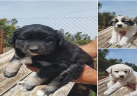 Tre cuccioli cercano famiglia