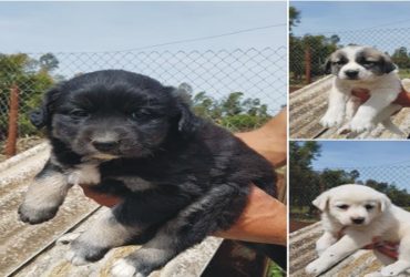 Tre cuccioli cercano famiglia