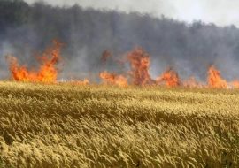 Scatta oggi in Sardegna il divieto di bruciare le stoppie