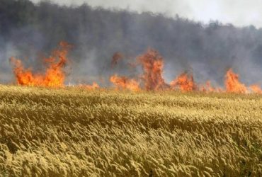 Scatta oggi in Sardegna il divieto di bruciare le stoppie