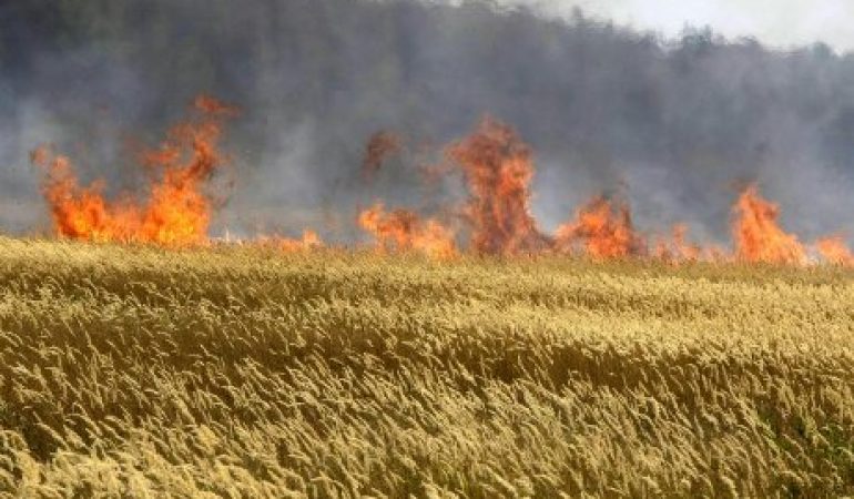 Scatta oggi in Sardegna il divieto di bruciare le stoppie