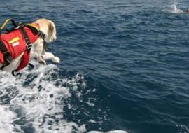 Cagliari: dimostrazione del soccorso in mare ad opera dei  cani di salvataggio