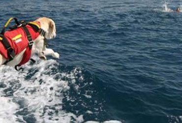 Cagliari: dimostrazione del soccorso in mare ad opera dei  cani di salvataggio