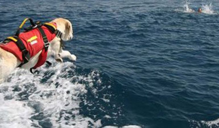 Cagliari: dimostrazione del soccorso in mare ad opera dei  cani di salvataggio