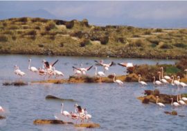 La laguna di Santa Gilla e i suoi tesori