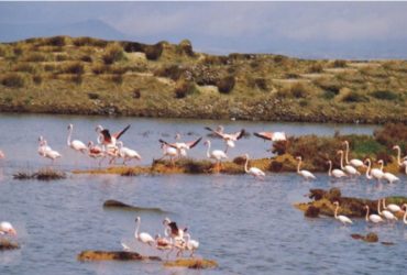 La laguna di Santa Gilla e i suoi tesori