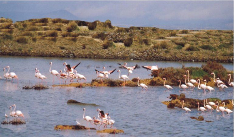 La laguna di Santa Gilla e i suoi tesori