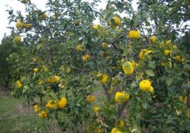 La pompia, una varietà di limone  tutta sarda