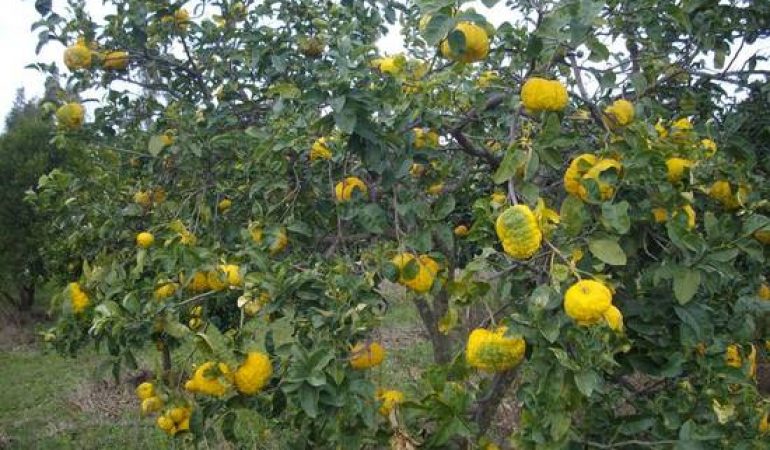 La pompia, una varietà di limone  tutta sarda