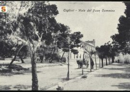 Gli alberi di Cagliari