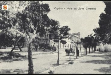 Gli alberi di Cagliari