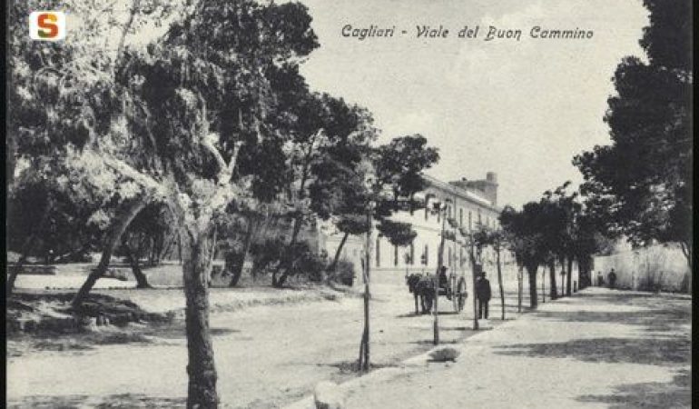 Gli alberi di Cagliari