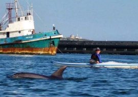 Cagliari, delfini entrano in porto e fanno spettacolo