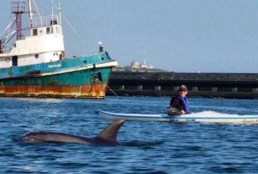 Cagliari, delfini entrano in porto e fanno spettacolo