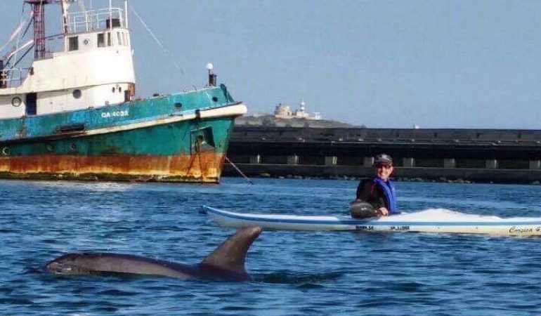 Cagliari, delfini entrano in porto e fanno spettacolo