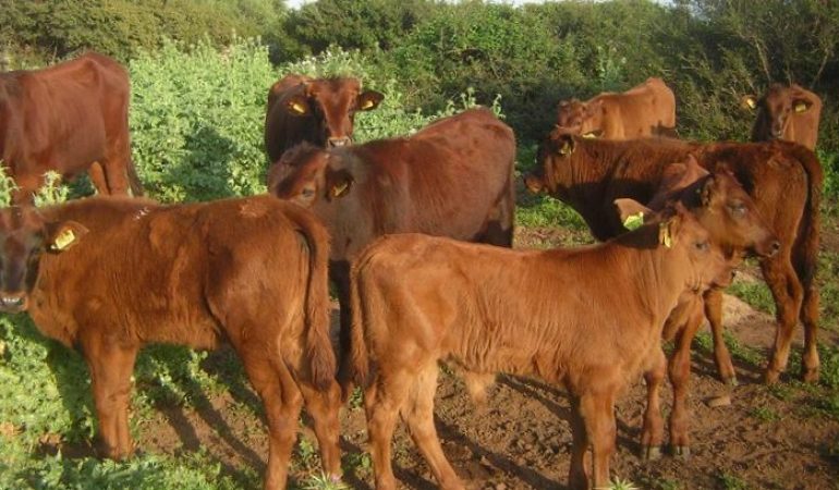 Il Bue Rosso, esclusiva razza sarda resistente per il lavoro e dalle carni squisite