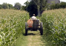 Pagamenti agricoli: alle aziende arrivano 5,2 milioni a copertura di 1062 domande