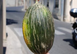 Sardegna a tavola: Il melone verde coltivato in asciutto, biodiversità alimentare della Sardegna