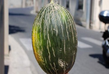 Sardegna a tavola: Il melone verde coltivato in asciutto, biodiversità alimentare della Sardegna