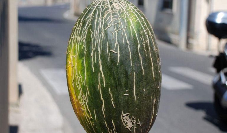 Sardegna a tavola: Il melone verde coltivato in asciutto, biodiversità alimentare della Sardegna