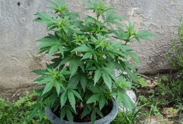 Oristano: trovata con mezzo chilo di marijuana in casa