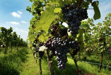 Decreto da 4 milioni per il settore vitivinicolo in Sardegna