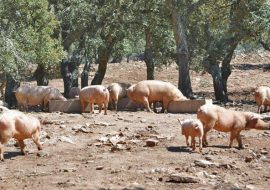 Peste Suina: tre su sei gli allevamenti interessati dagli abbattimenti fra Sarule e Orani