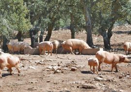 Orgosolo epicentro della peste suina: siero positivi l’84% dei maiali abbattuti