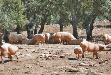 Peste Suina: tre su sei gli allevamenti interessati dagli abbattimenti fra Sarule e Orani