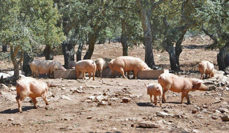 Peste Suina: tre su sei gli allevamenti interessati dagli abbattimenti fra Sarule e Orani