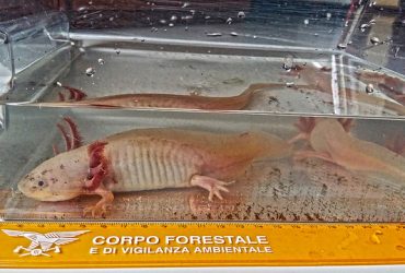 Identificati a Cagliari due rari esemplari di “Ambystoma mexicanum”